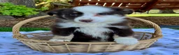 Miniature Australian Shepherd dogs for sale: Brooklyn - Ad 2