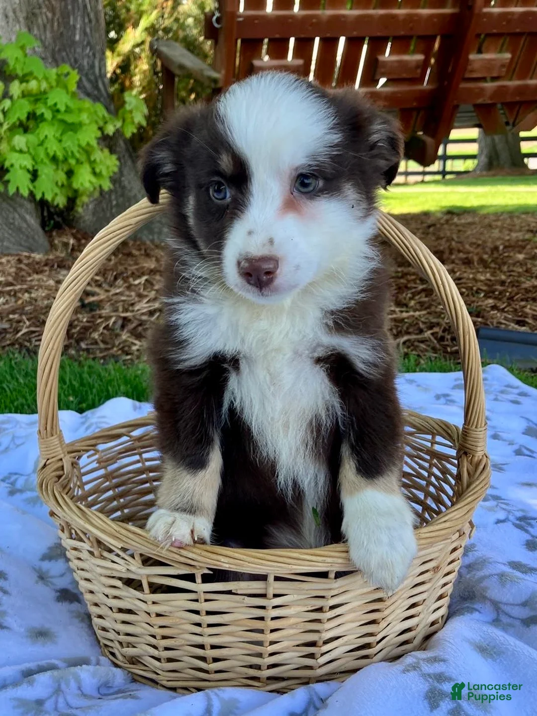 Miniature Australian Shepherd dogs for sale: Brooklyn - Ad 2