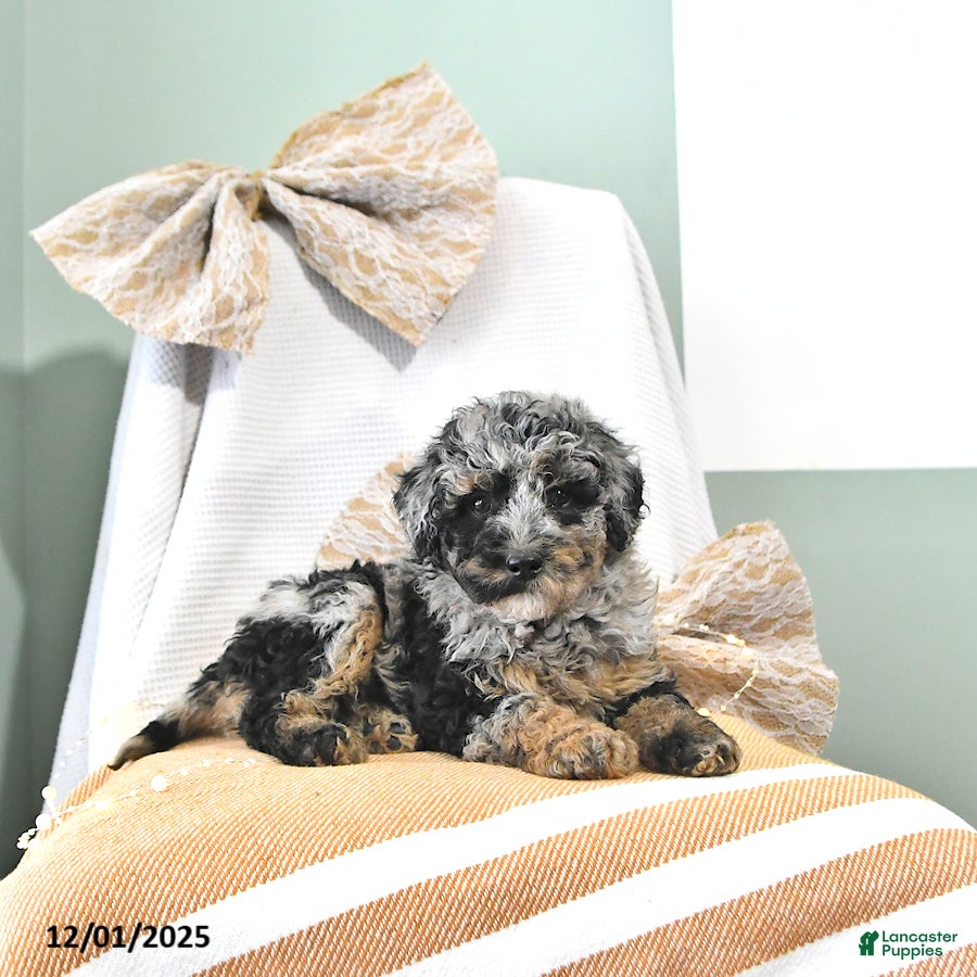Miniature Poodle dogs Andy - Ad 11