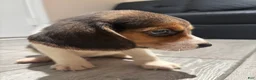 Beagle dogs for sale: Toby - Ad 10