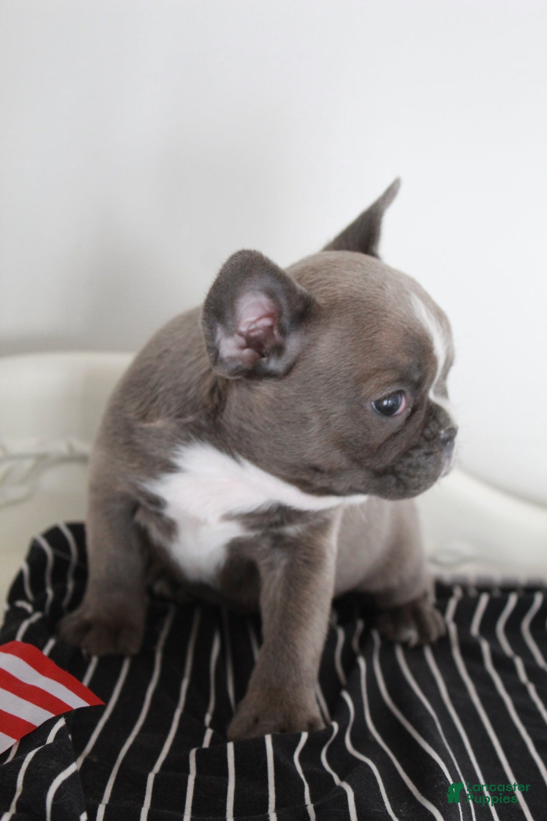 Frenchton dogs for sale: Bella  - Ad 15