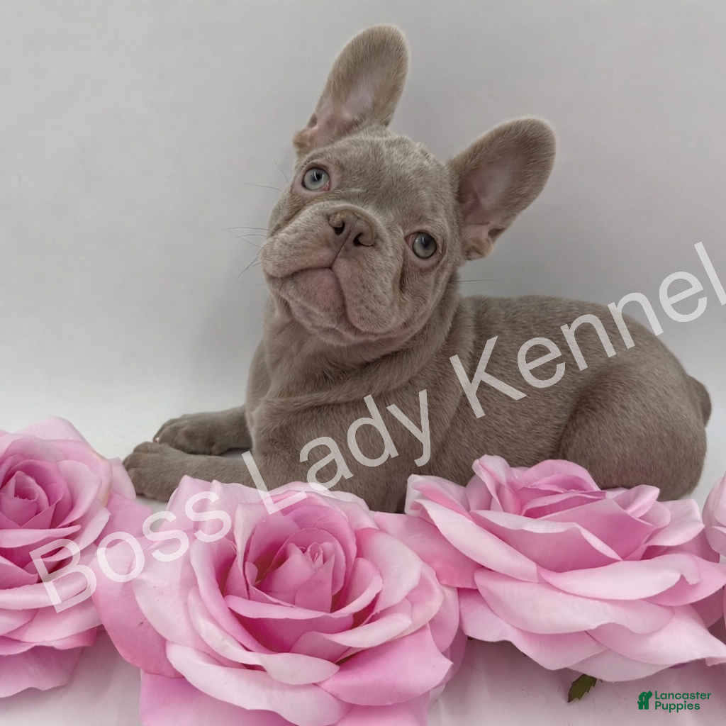 French Bulldog dogs French Bulldog Puppy 4 - Ad 8
