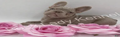 French Bulldog Puppy 4