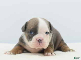 Mixed Breed dogs Duke mini bulldog - Ad 1