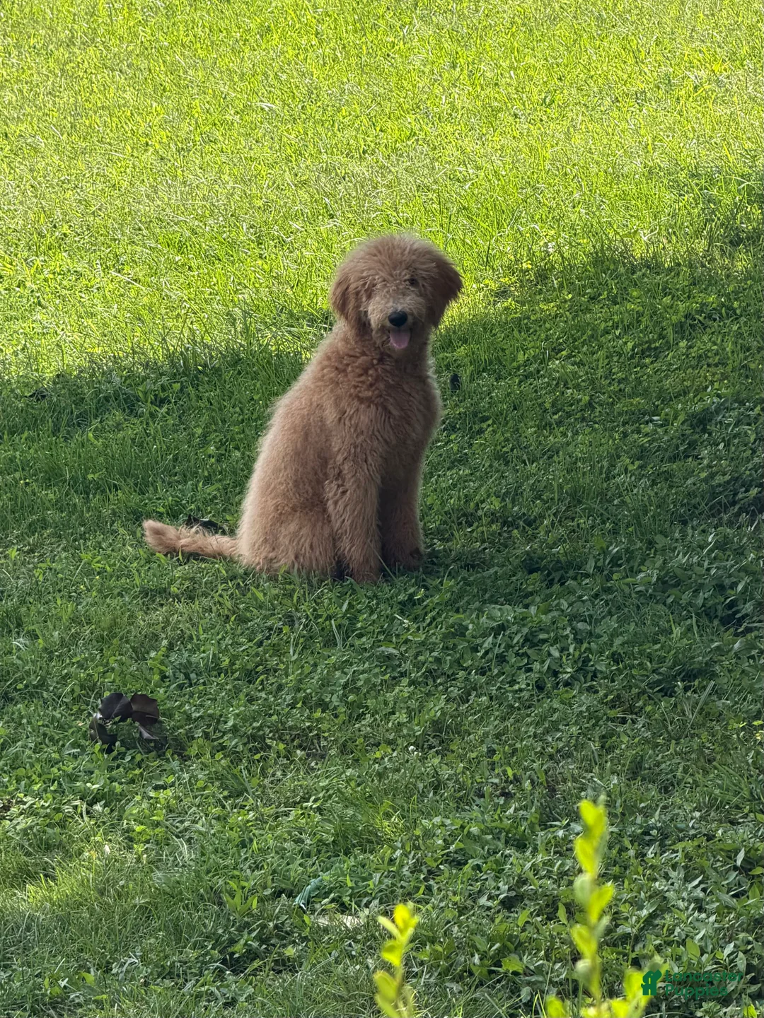 Goldendoodle dogs for sale: Boy - Ad 1