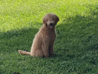 Goldendoodle dogs Boy - Ad 1