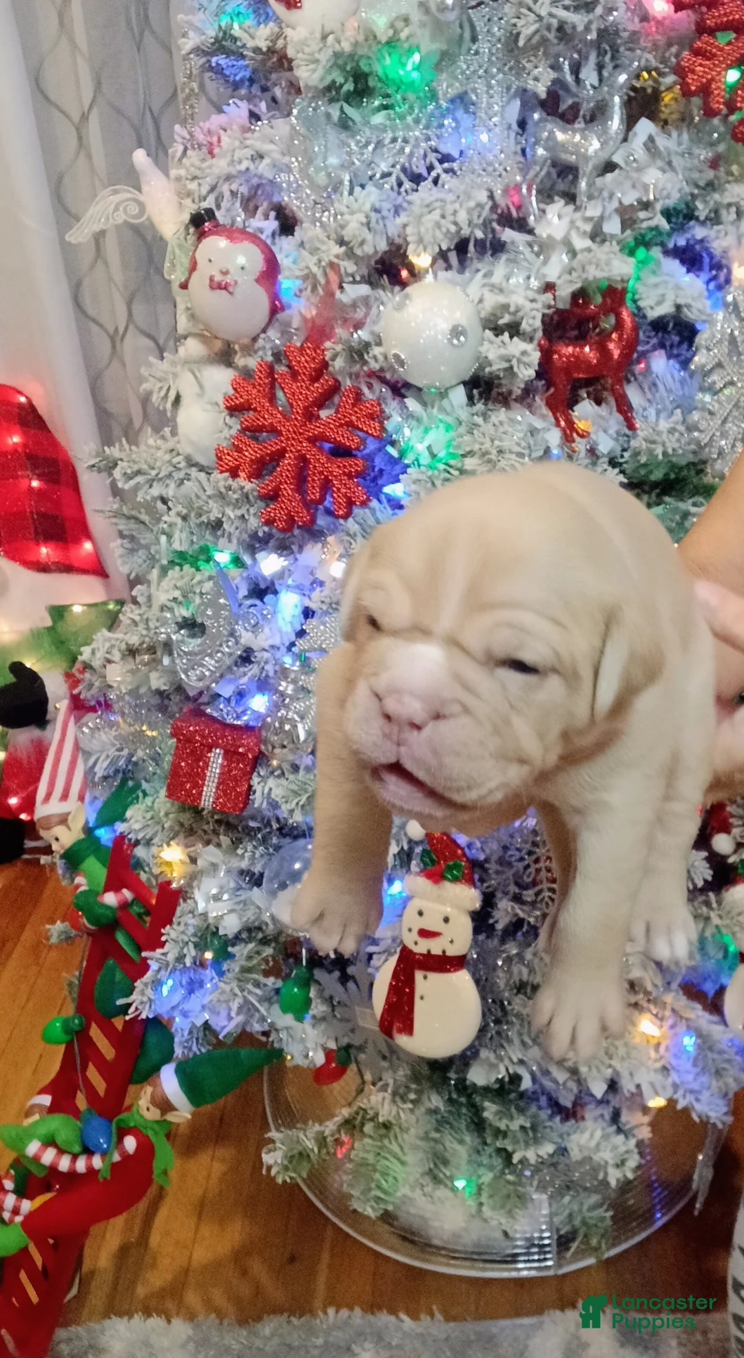 Olde English Bulldogge dogs for sale: Olde English Bulldogge Puppy 6 - Ad 1