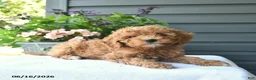 Mini Goldendoodle dogs for sale: Biscuit  - Ad 3