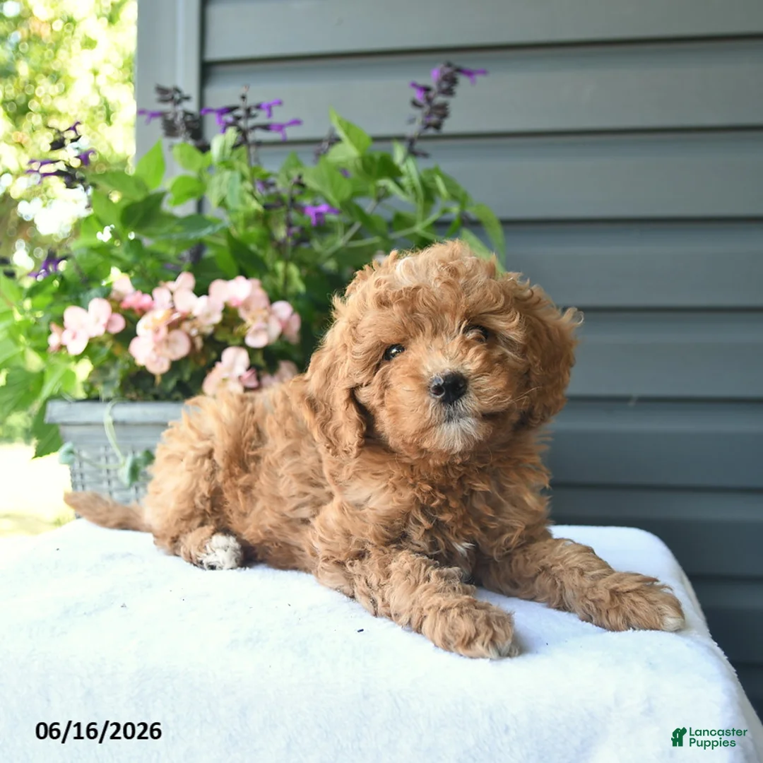 Mini Goldendoodle dogs for sale: Biscuit  - Ad 3