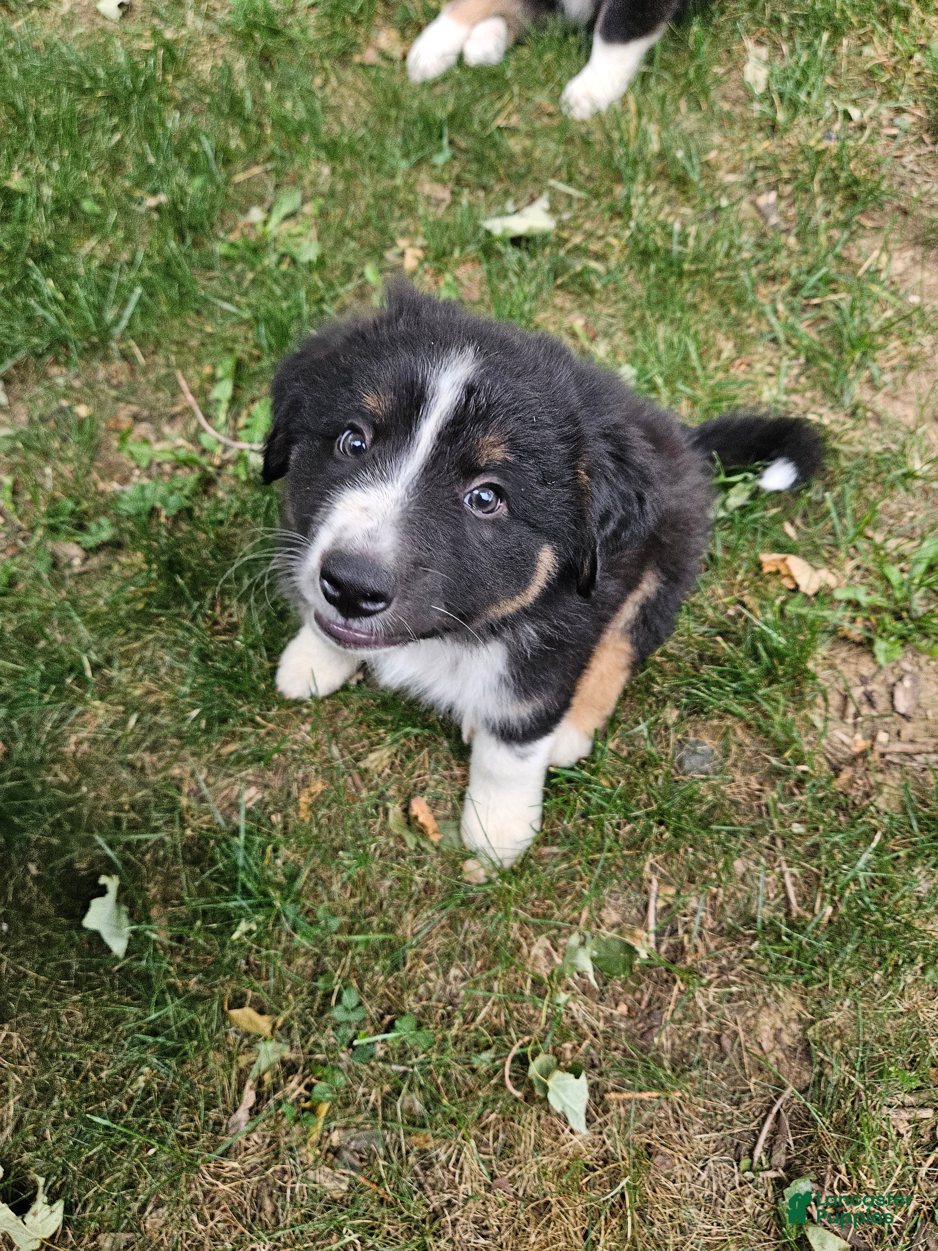 Mixed Breed dogs Schwarber - Ad 22