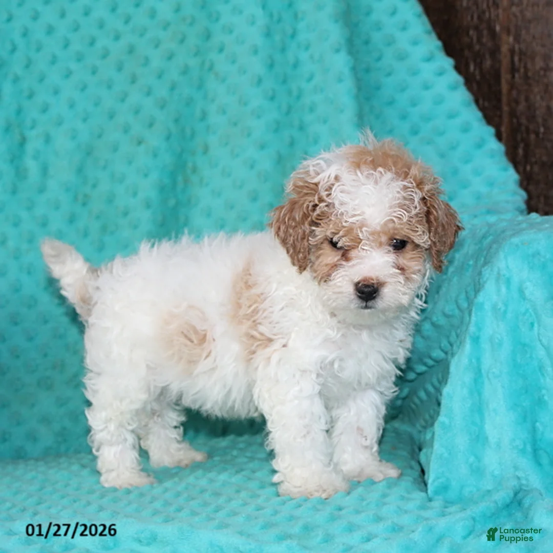 Bichpoo dogs for sale: Harvey - Ad 3