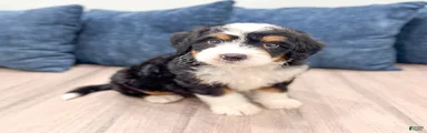 Bruno