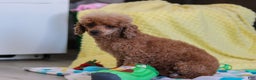 Miniature Poodle dogs for sale: Winston - Ad 3