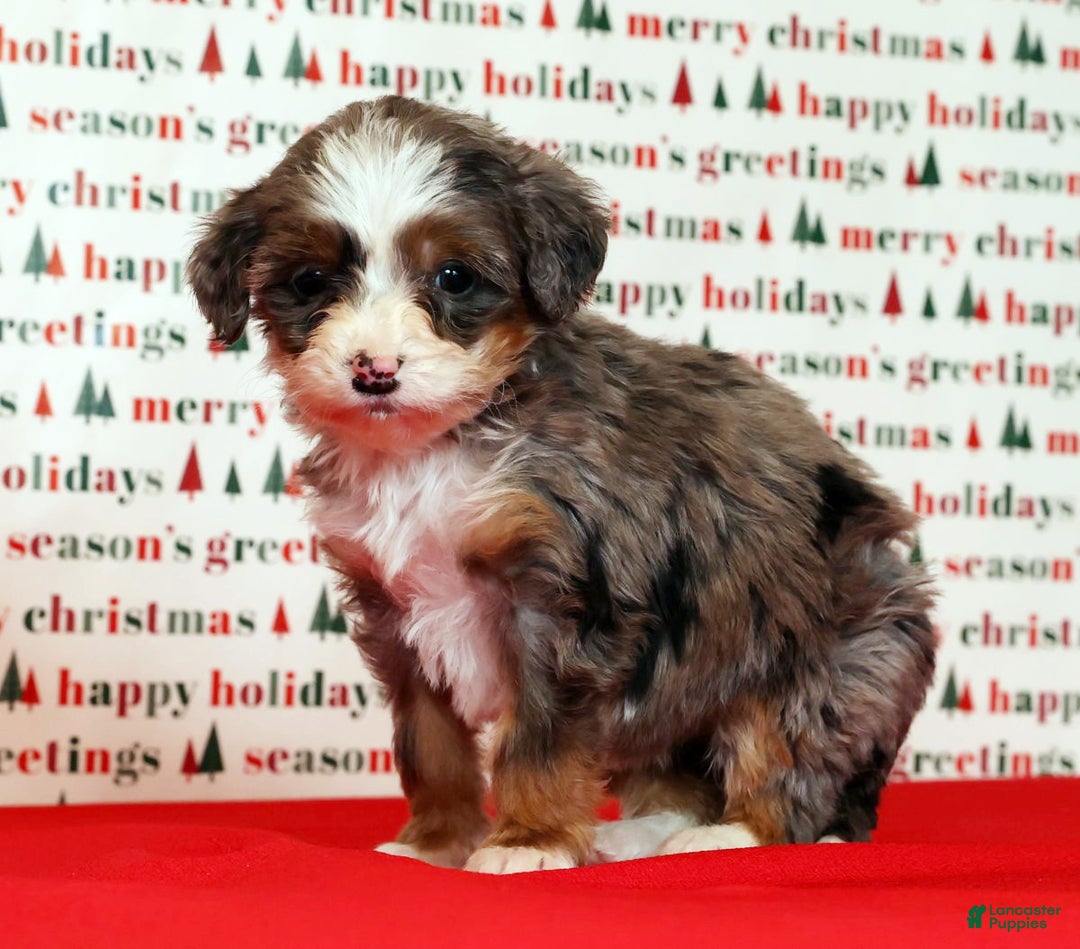 Mini Bernedoodle dogs for sale: Angel - Ad 8