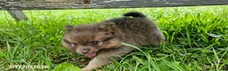Pomeranian dogs for sale: Toby - Ad 4