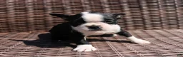 Boston Terrier dogs for sale: Cody - Ad 6