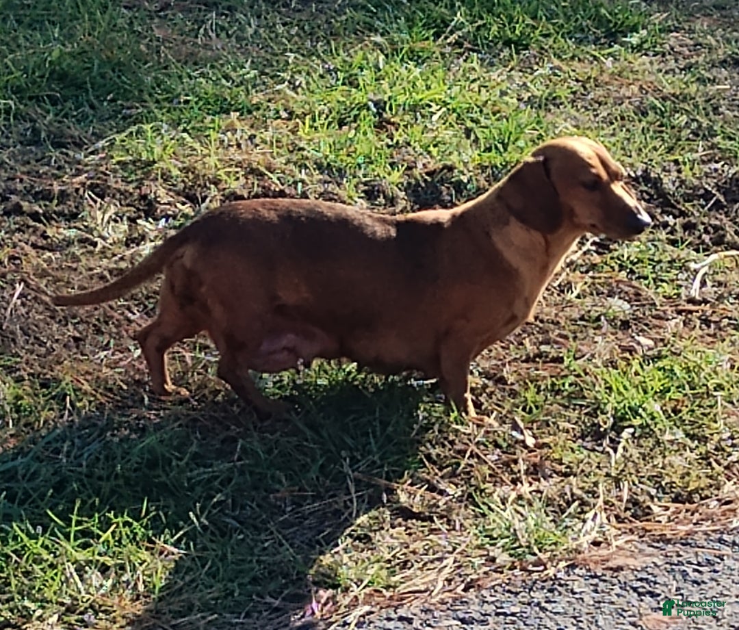 Miniature Dachshund dogs for sale: Rover - Ad 2