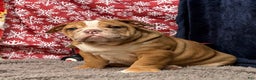 English Bulldog dogs for sale: Nevin - Ad 2