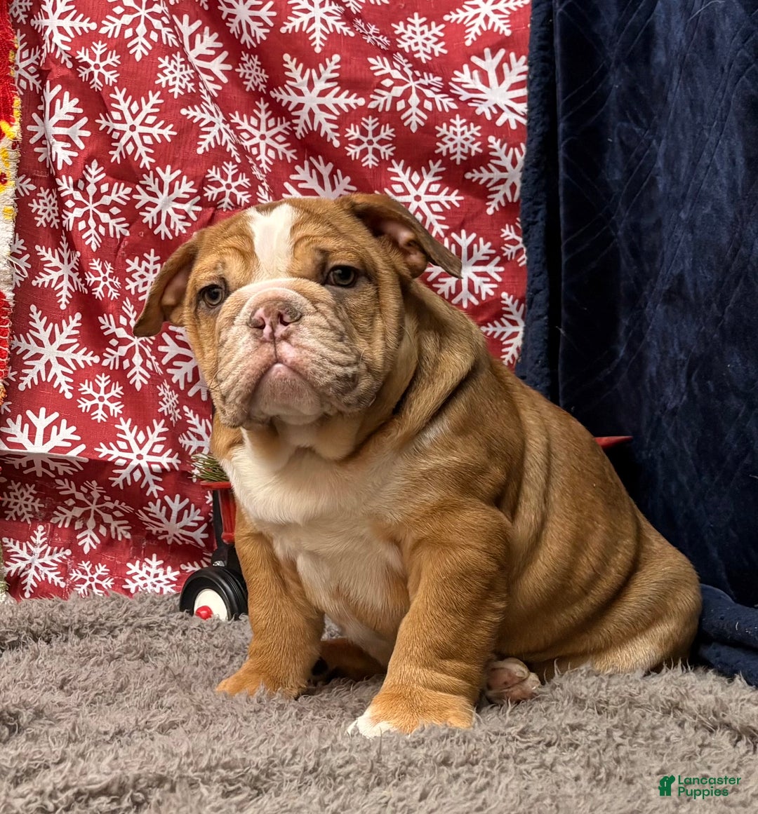 English Bulldog dogs for sale: Nevin - Ad 2