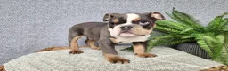 English Bulldog dogs for sale: Elliot - Ad 1