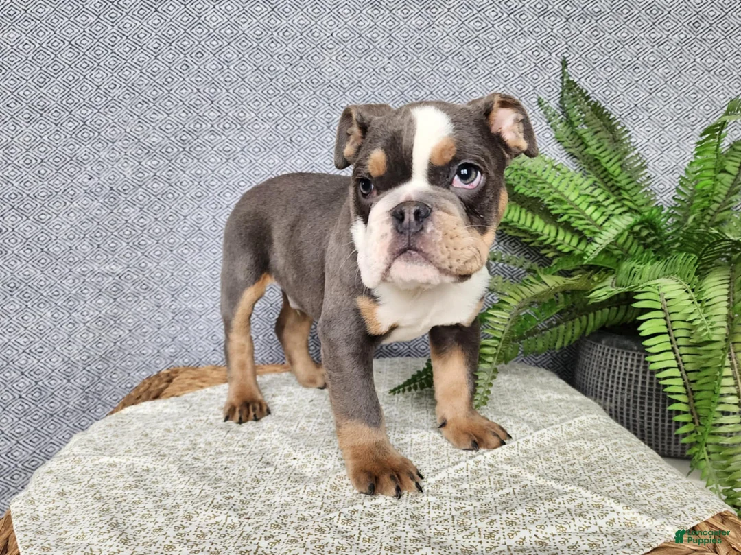 English Bulldog dogs for sale: Elliot - Ad 1
