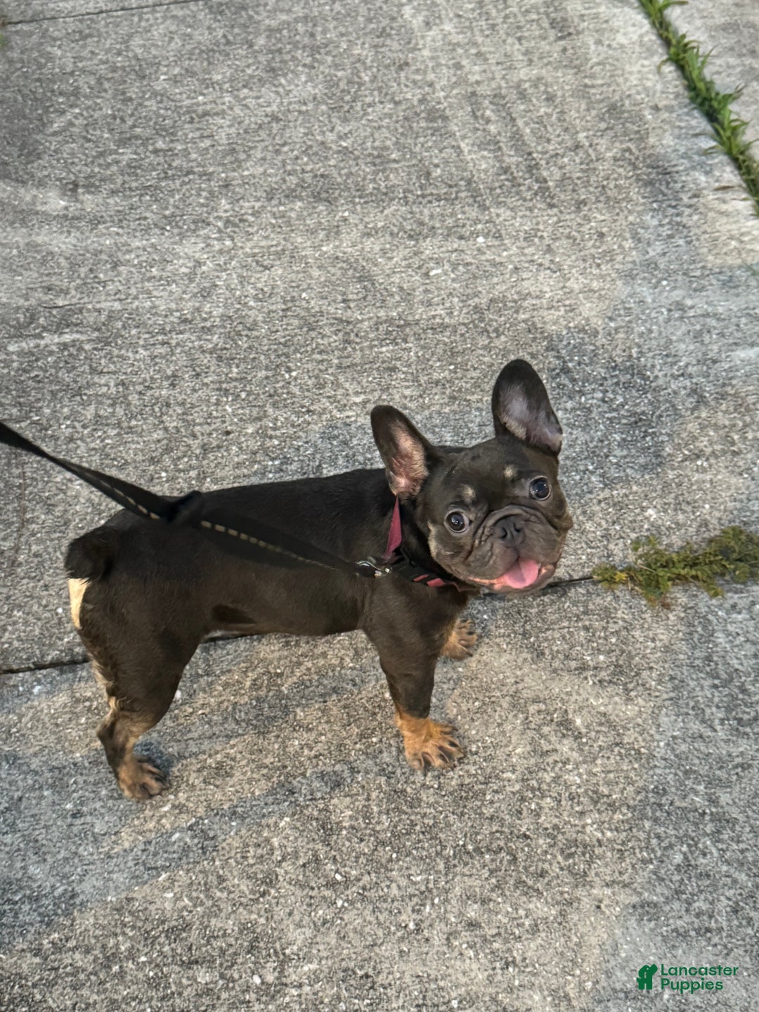French Bulldog dogs for sale: French Bulldog Puppy 1 - Ad 3