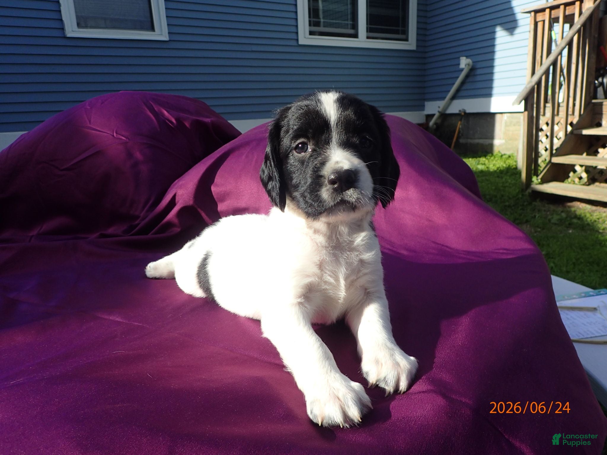 English Springer Spaniel dogs Iris - Ad 9