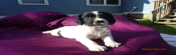 English Springer Spaniel dogs for sale: Iris - Ad 1