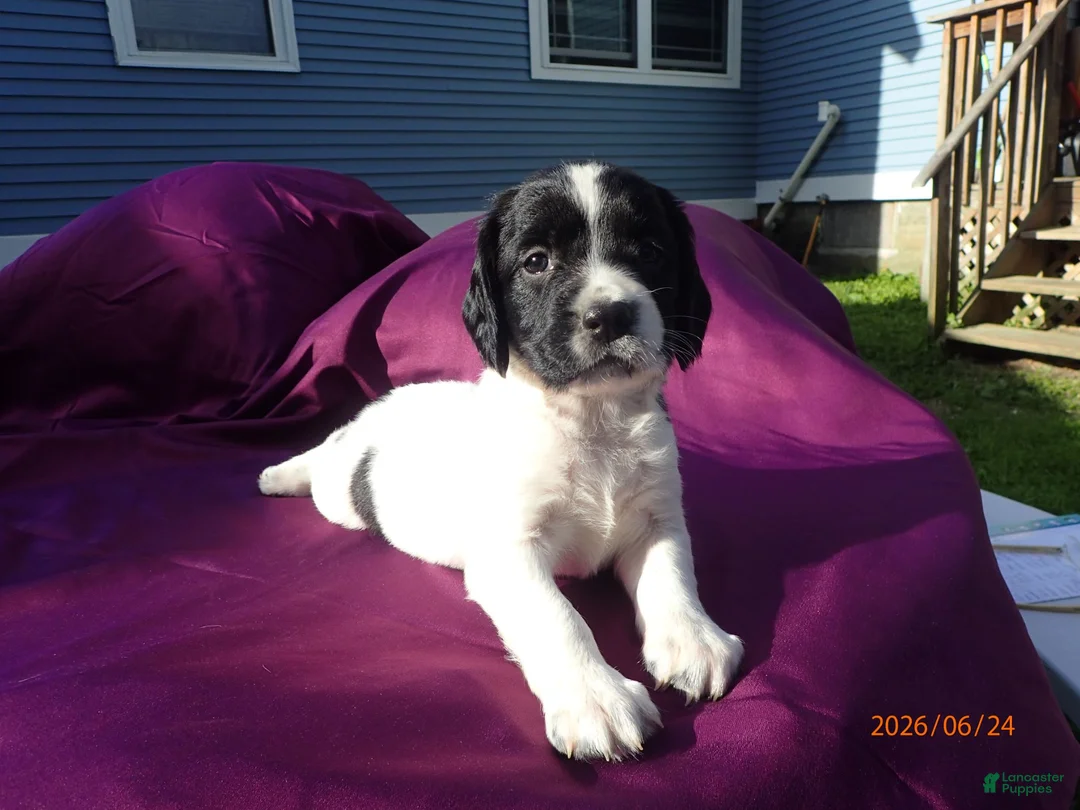 English Springer Spaniel dogs for sale: Iris - Ad 1