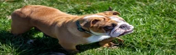 English Bulldog dogs for sale: Rudy - Ad 6