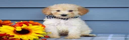 Goldendoodle dogs for sale: Oscar - Ad 3