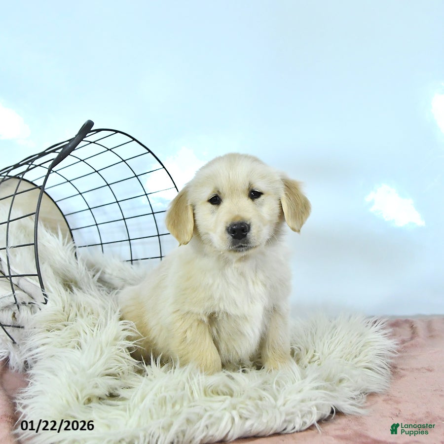 Golden Retriever dogs Buddy - Ad 2