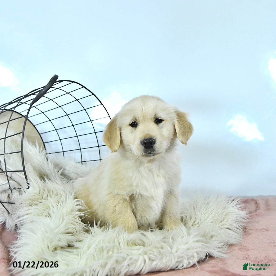 Golden Retriever dogs for sale: Buddy - Ad 1