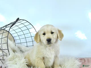 Golden Retriever dogs Buddy - Ad 2
