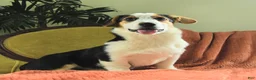 Welsh Corgi Pembroke dogs for sale: Tiffany - Ad 5