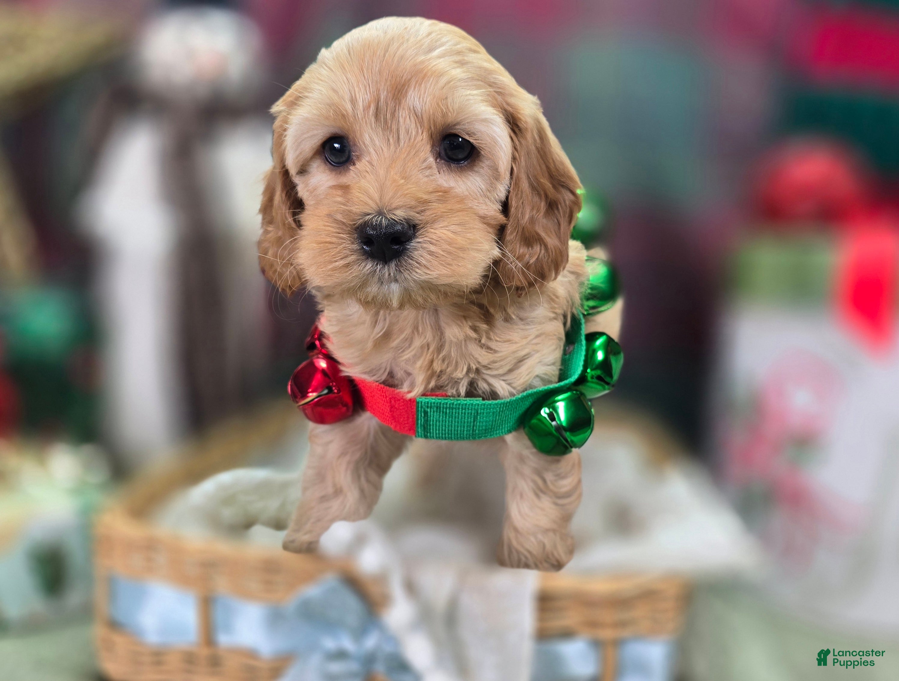 Cockapoo dogs Private Ryan - Ad 39