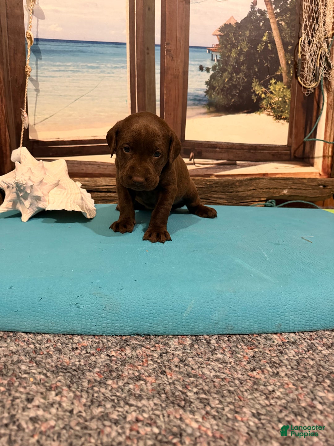 Labrador Retriever dogs for sale: Labrador Retriever COCOA - Ad 2