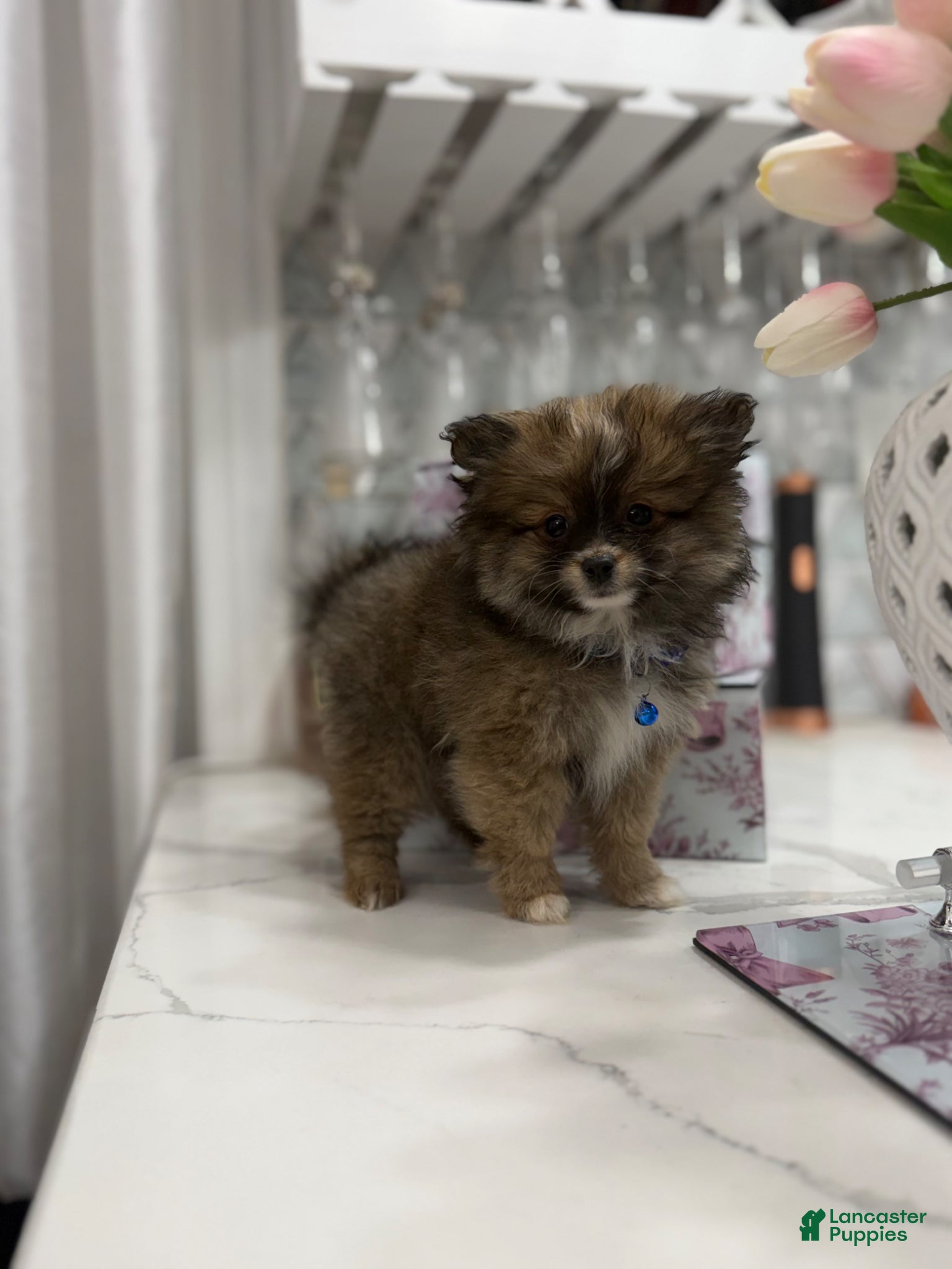 Pomeranian dogs Dustin - Ad 5