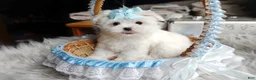 Maltese dogs for sale: Korean Teddybear Polar - Ad 4