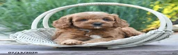 Cockapoo dogs for sale: Jolene - Ad 3