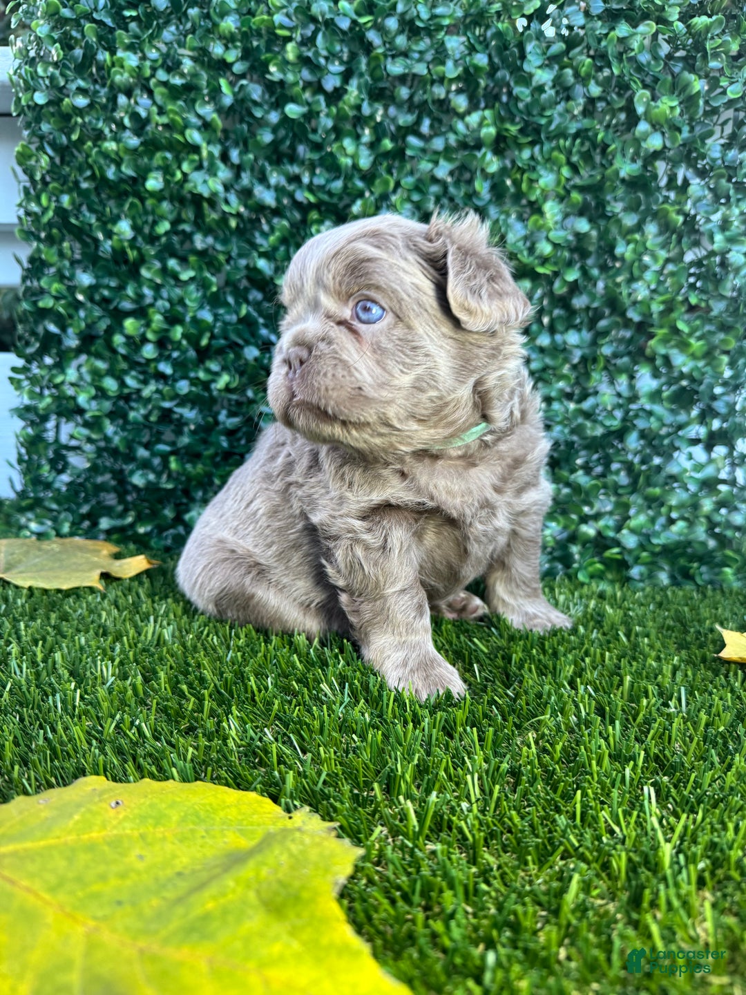 French Bulldog dogs for sale: Ocean - Ad 3