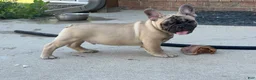 French Bulldog dogs for sale: Pete - Ad 7