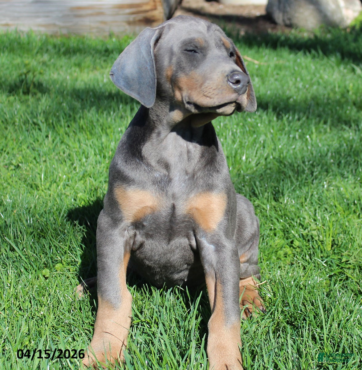 Doberman Pinscher dogs Rodney - Ad 2