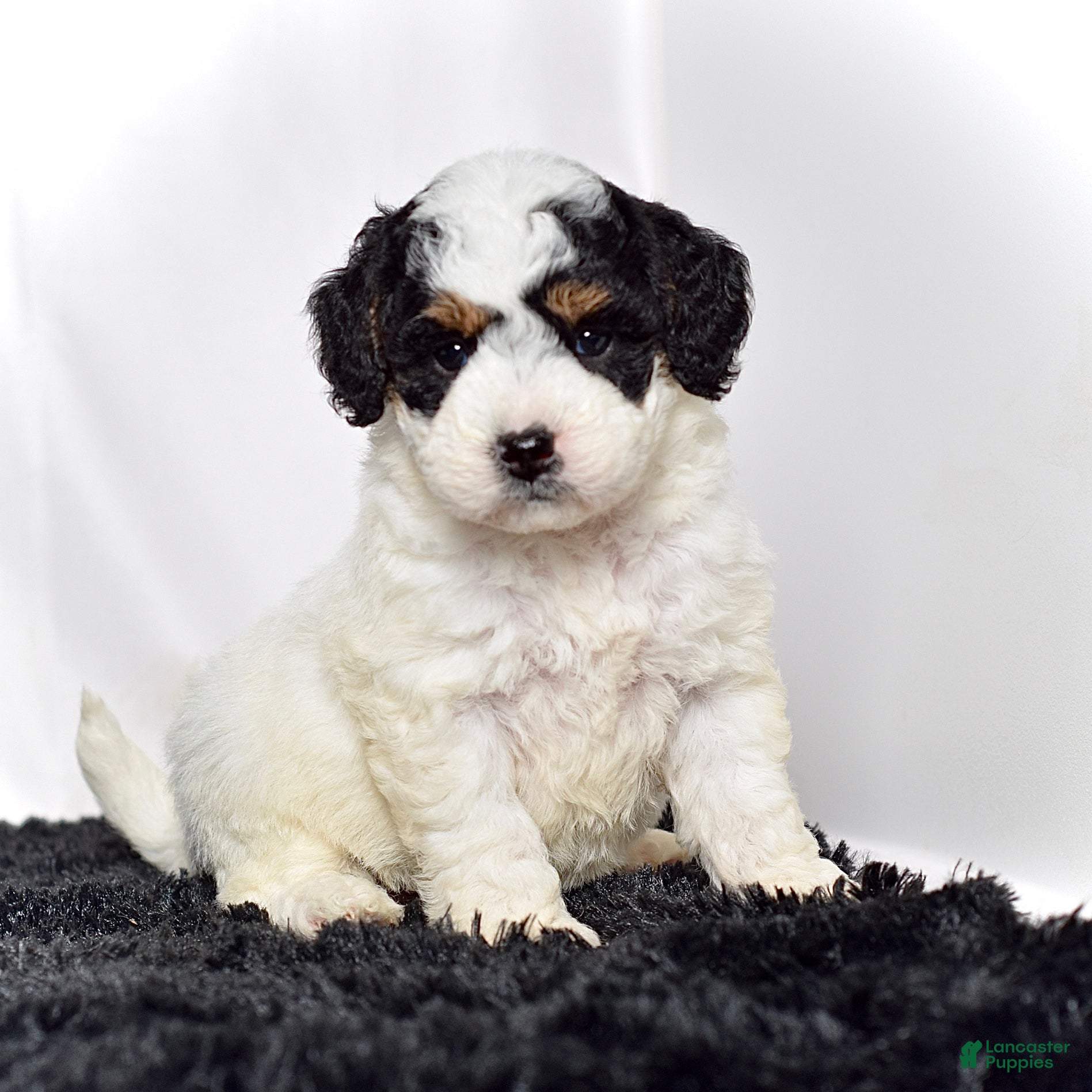 Mini Goldendoodle dogs Ms. Kida - Ad 1