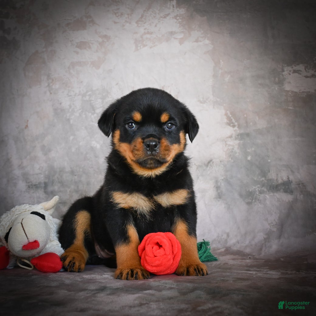 Rottweiler dogs Lexi - Ad 1