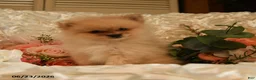 Pomeranian dogs for sale: Pickwick - Ad 5