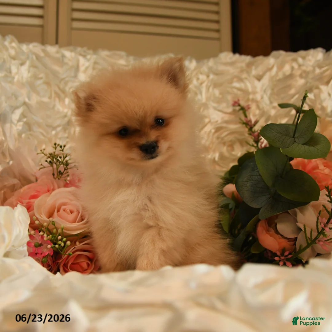 Pomeranian dogs for sale: Pickwick - Ad 5