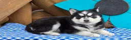 Siberian Husky dogs for sale: Trixie - Ad 5