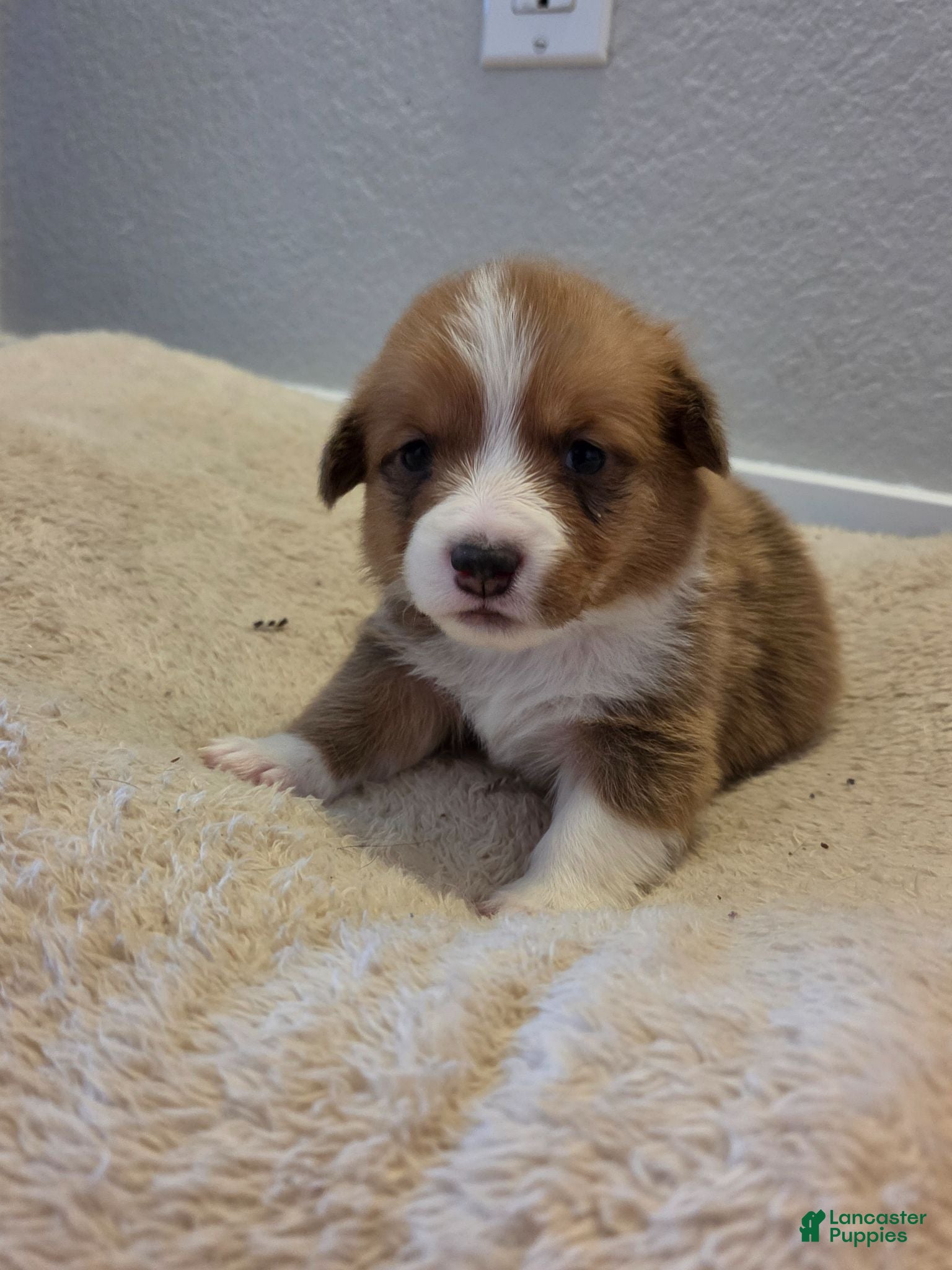 Mixed Breed dogs Yellow - Ad 27