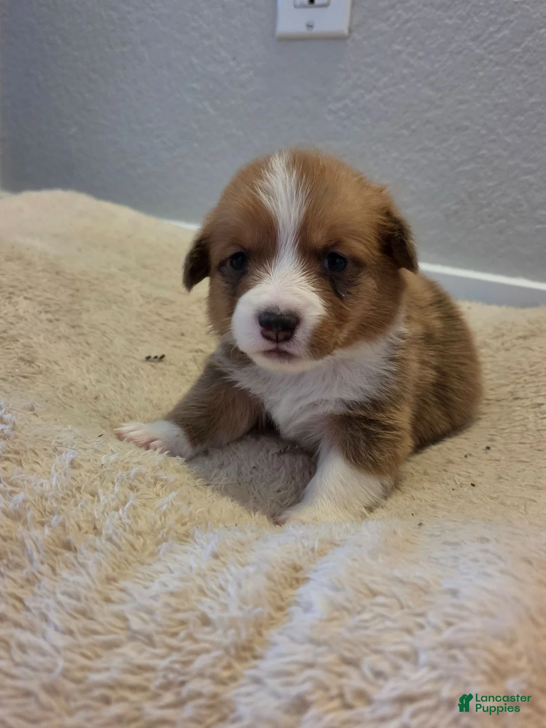 Mixed Breed dogs for sale: Yellow - Ad 1